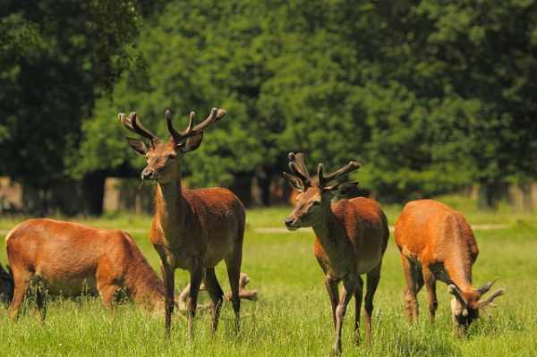 must visit parks in london