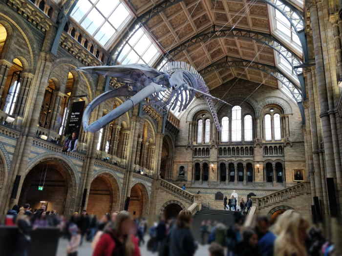 Visit London Natural History Museum with children